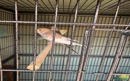 Budgerigars birds for sale: 6 to 8 weeks baby budgies and some adults males. - Image 5
