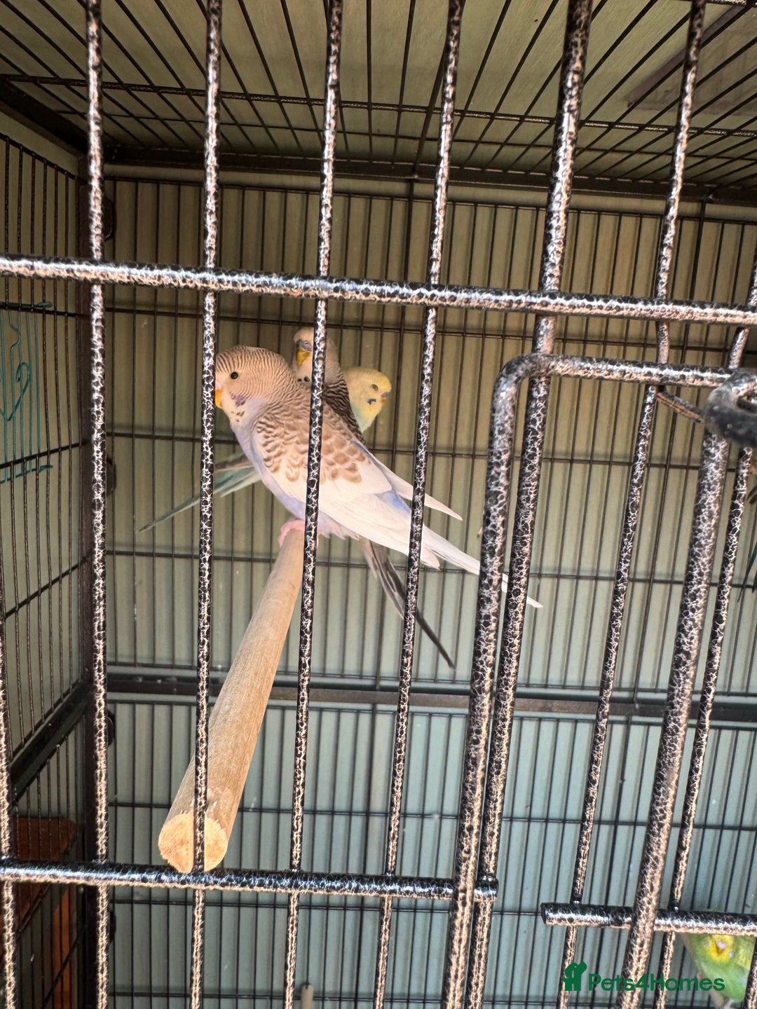 Budgerigars birds for sale: 6 to 8 weeks baby budgies and some adults males. - Image 5