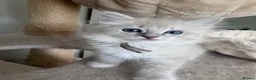 Ragdoll cats for sale: TICA registered ragdoll kittens (blue point/ lynx) - Advert 13