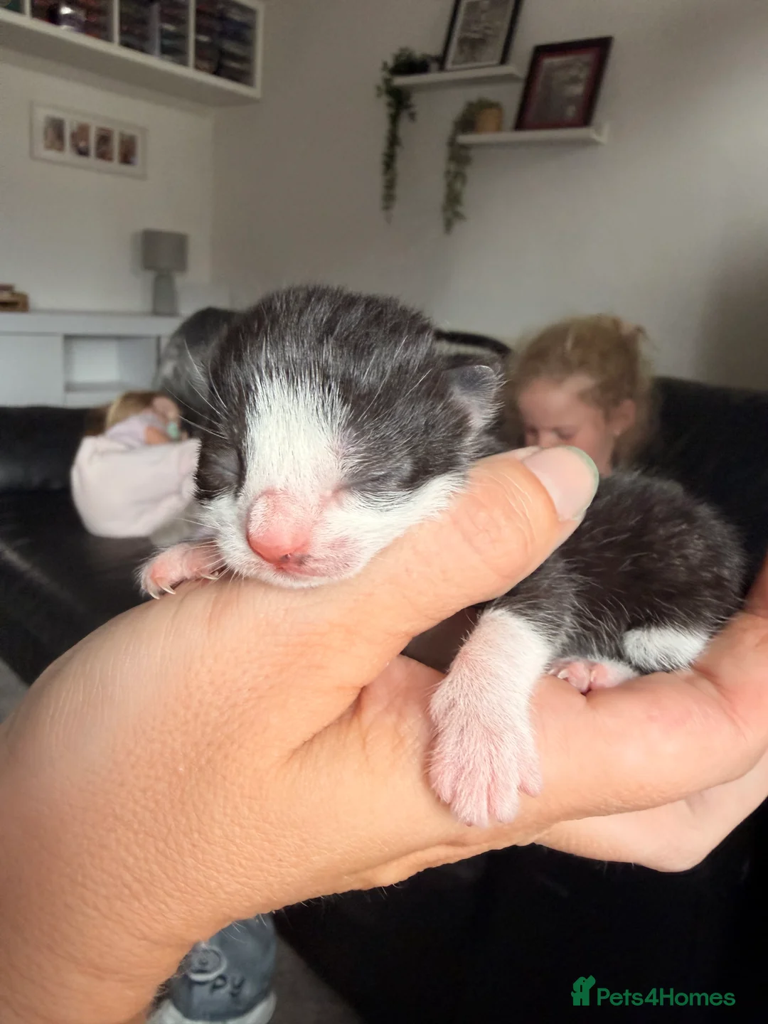 Mixed Breed cats for sale: Four kittens looking for loving homes  - Advert 7