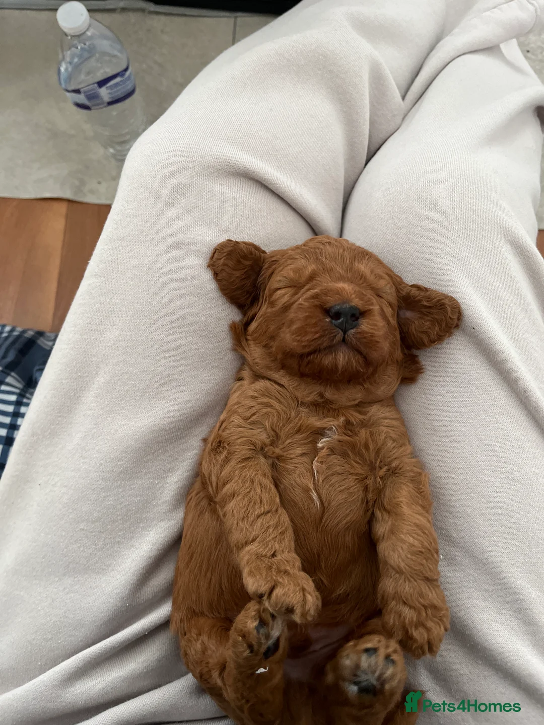 Cockapoo dogs for sale: Toy Cockapoo Puppies - Advert 28