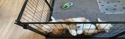 Cavapoochon dogs for sale: Cavapoochon puppies with 5 weeks free insurance   - Advert 5