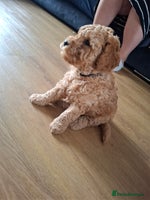 Cavapoo dogs - Advert 1