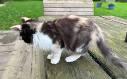 Turkish Van cats for sale: Beautiful kittens ready for loving new homes - Image 11