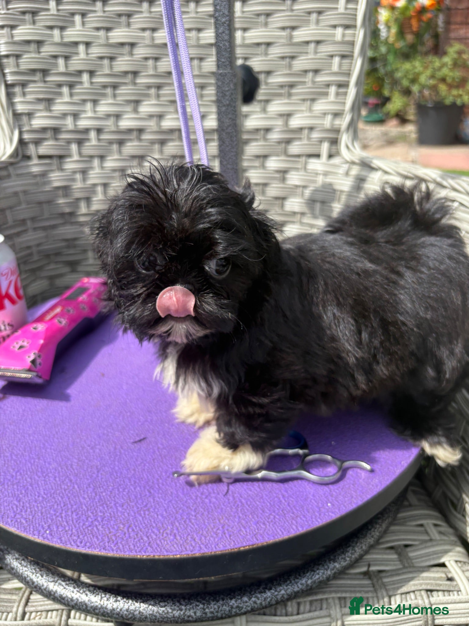 Shih Tzu dogs  Ready Now KC & DNA Health Tested - Advert 2