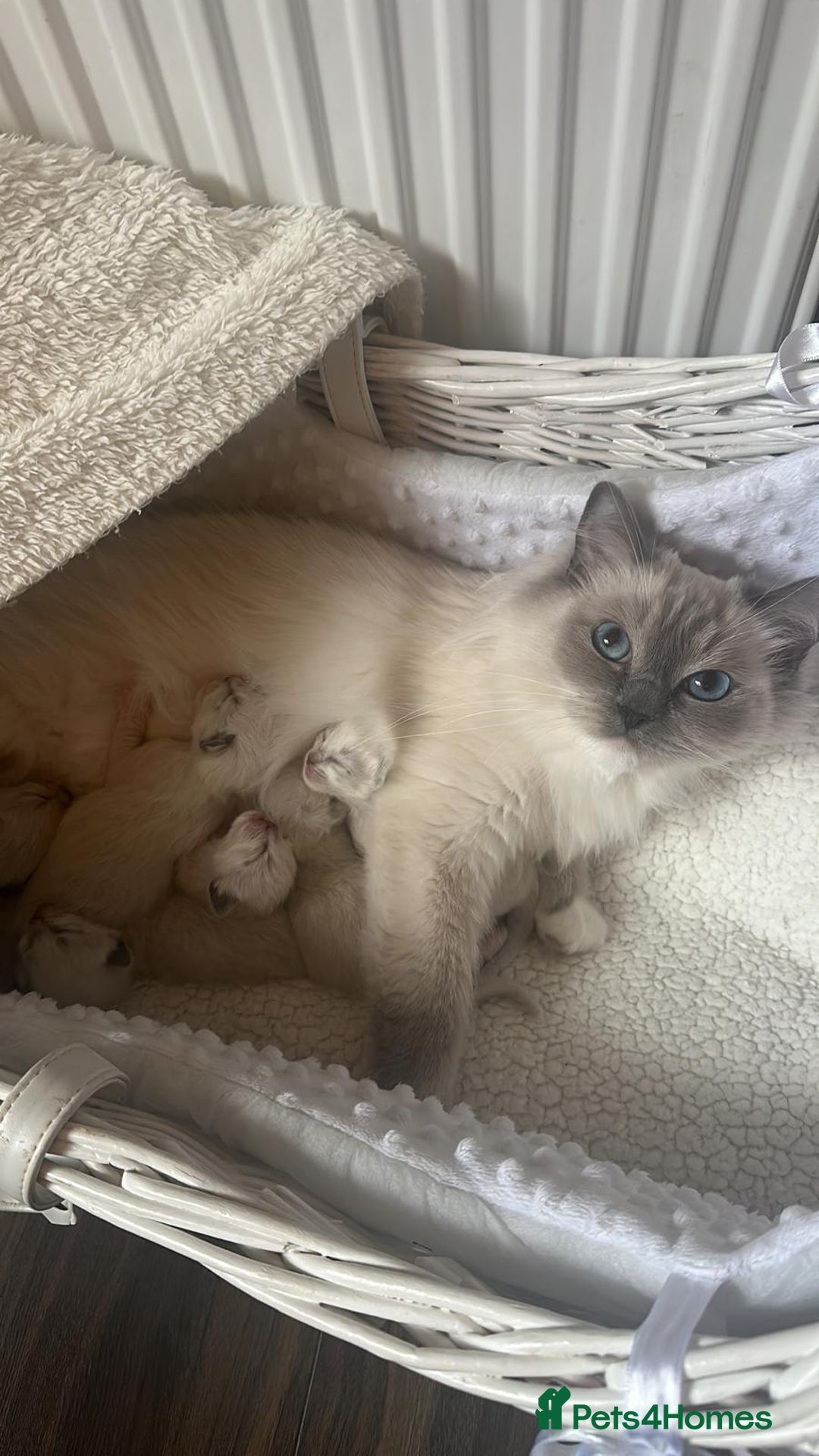 Ragdoll cats for sale: 🐾 Gorgeous Ragdoll Kittens  - Advert 1