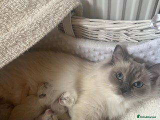 Ragdoll cats 🐾 Gorgeous Ragdoll Kittens - Advert 3