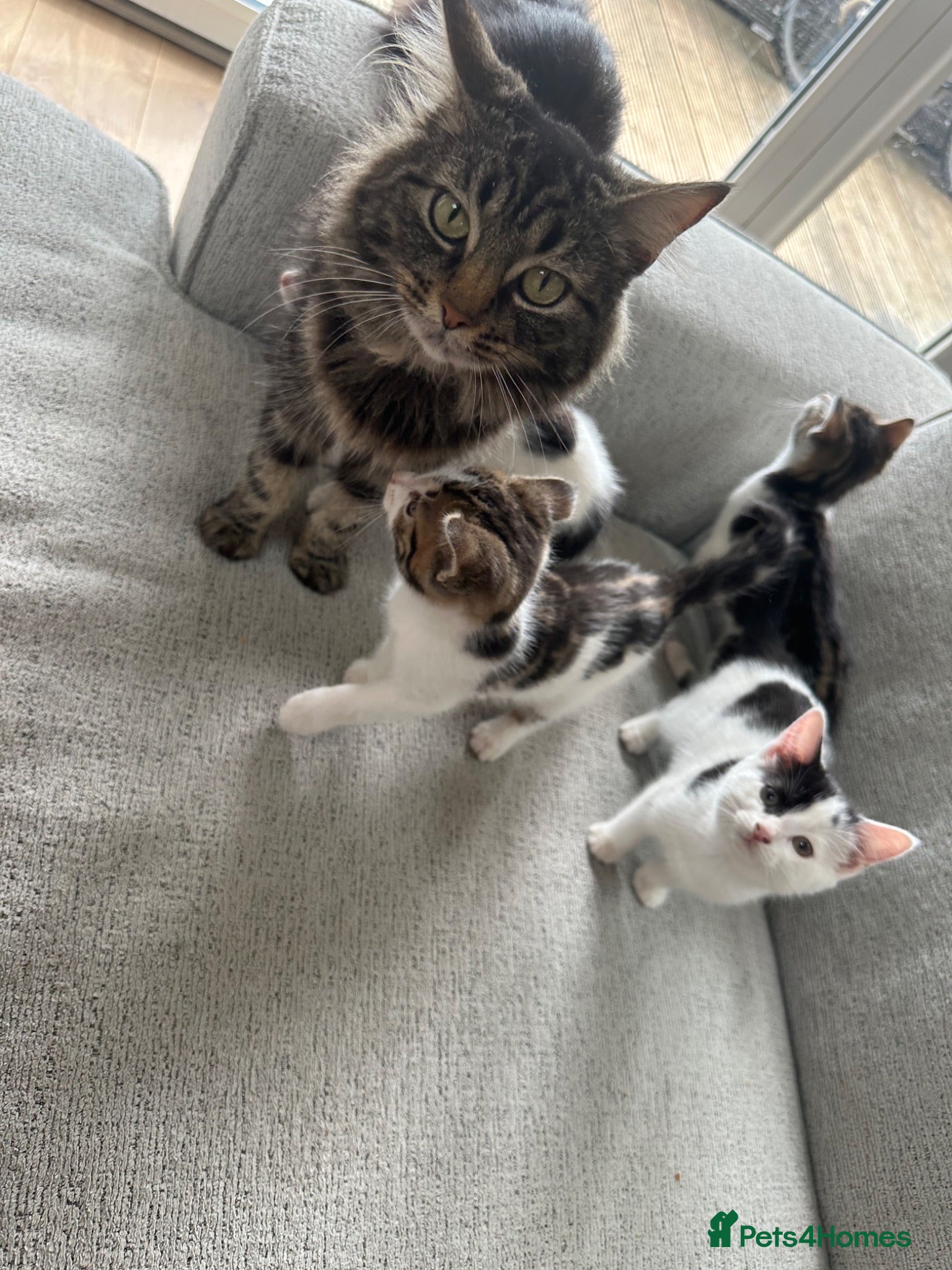 Mixed Breed cats 3 male kittens and 1 female ready now  - Advert 1