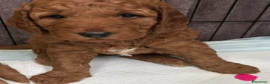 Mini Goldendoodle Puppy 2