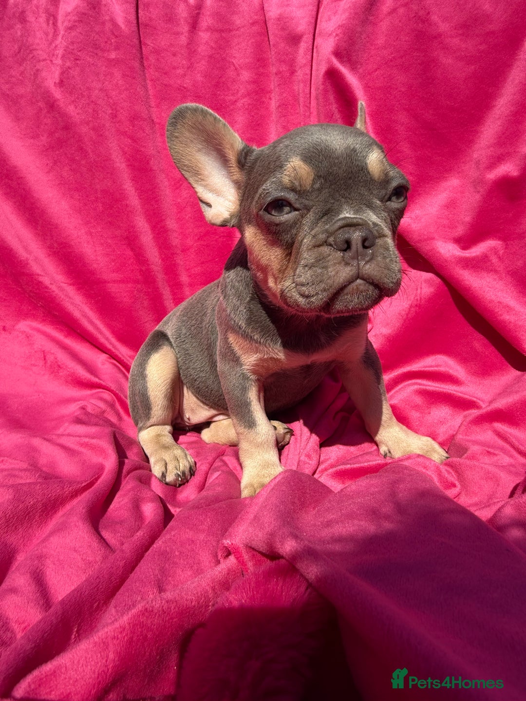 French Bulldog dogs for sale: 🔥READY TODAY Quality KC French Bulldog Puppies✨🔥 - Image 23