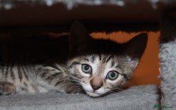 Bengal cats for sale: Adorable, affectionate, so cute kittens for sale!! - Image 32