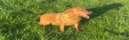 Labrador Retriever dogs for sale: THREE 6 YR OLD WORKING LABS. HIP ELBOW DNA PERFECT - Advert 18