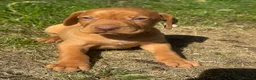 Hungarian Vizsla dogs for sale: TRUE HUNGARIAN VIZSLA PUPPIES  - Advert 4