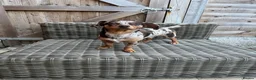 Mixed Breed dogs for sale: Dachshund/Chihuahua/mix breed - Advert 9