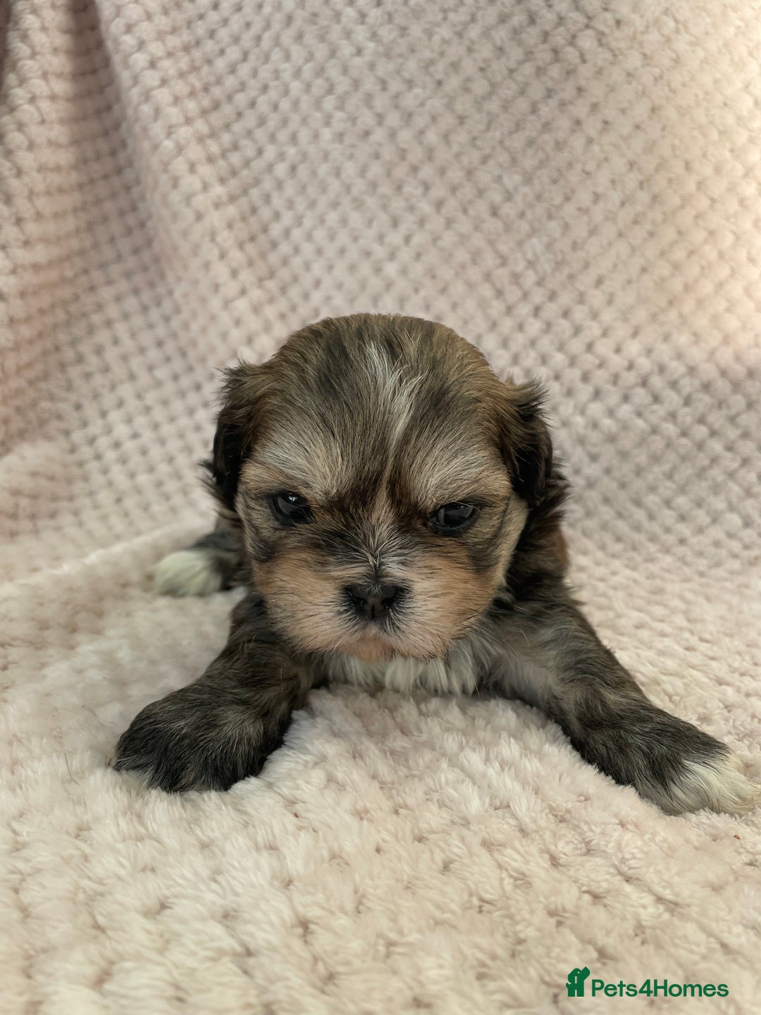 Mixed Breed dogs for sale: Lhasa apso cross shihtzu puppies. - Advert 20