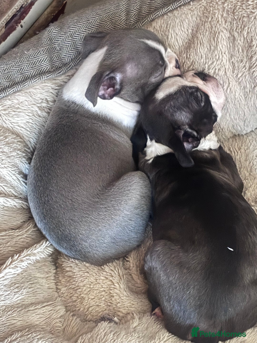 Boston Terrier dogs for sale: Beautiful Boston Boys - Advert 5