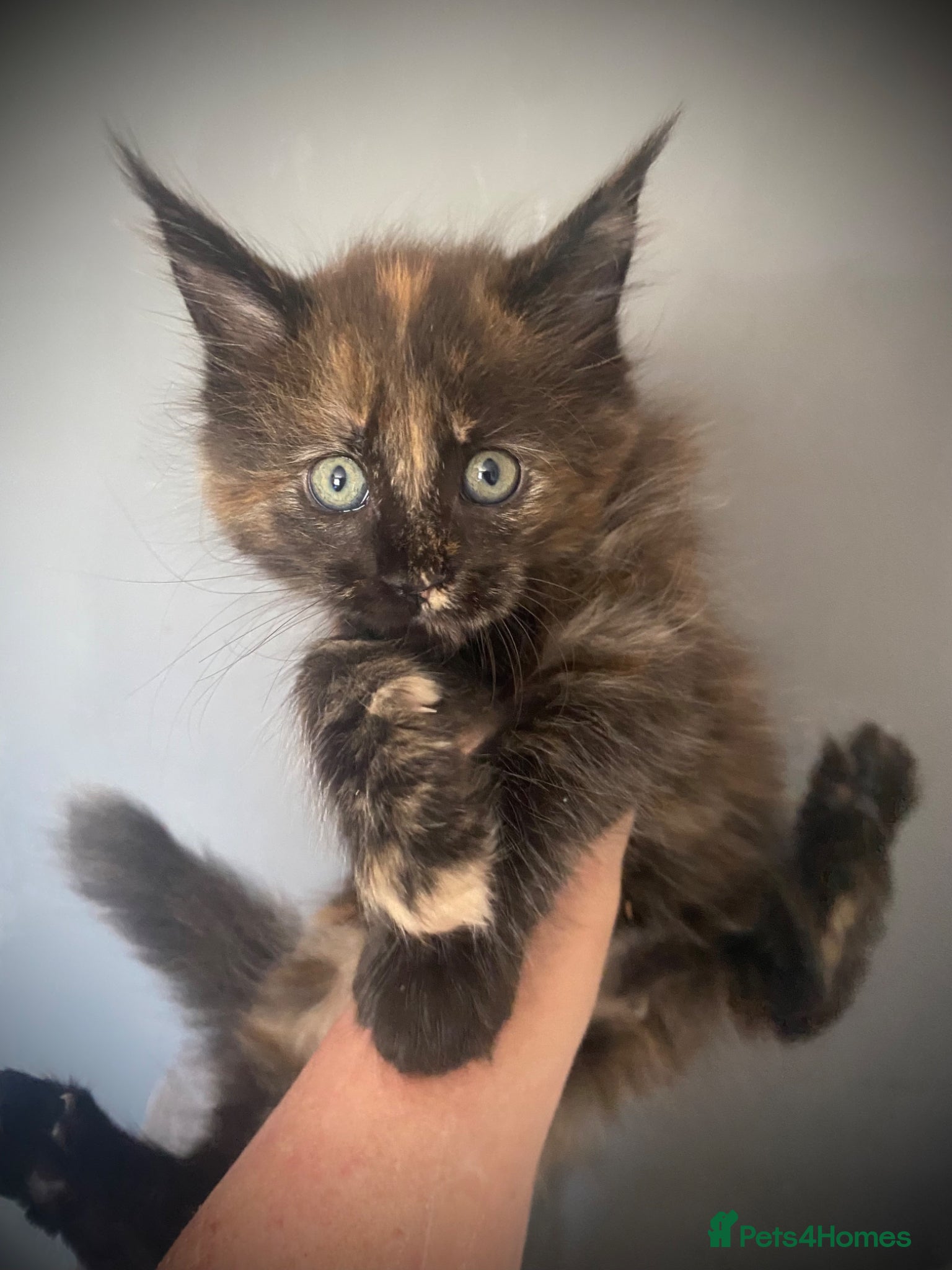 Maine Coon cats  Full Maine Coon  **unexpectedly re-available   - Advert 1