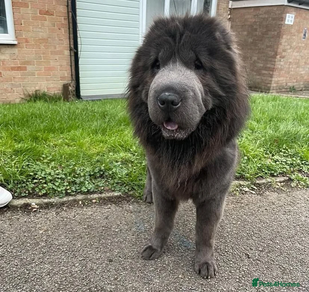 Mixed Breed dogs for sale: Bullpei litter - Shar pei X French Bulldog - Advert 26