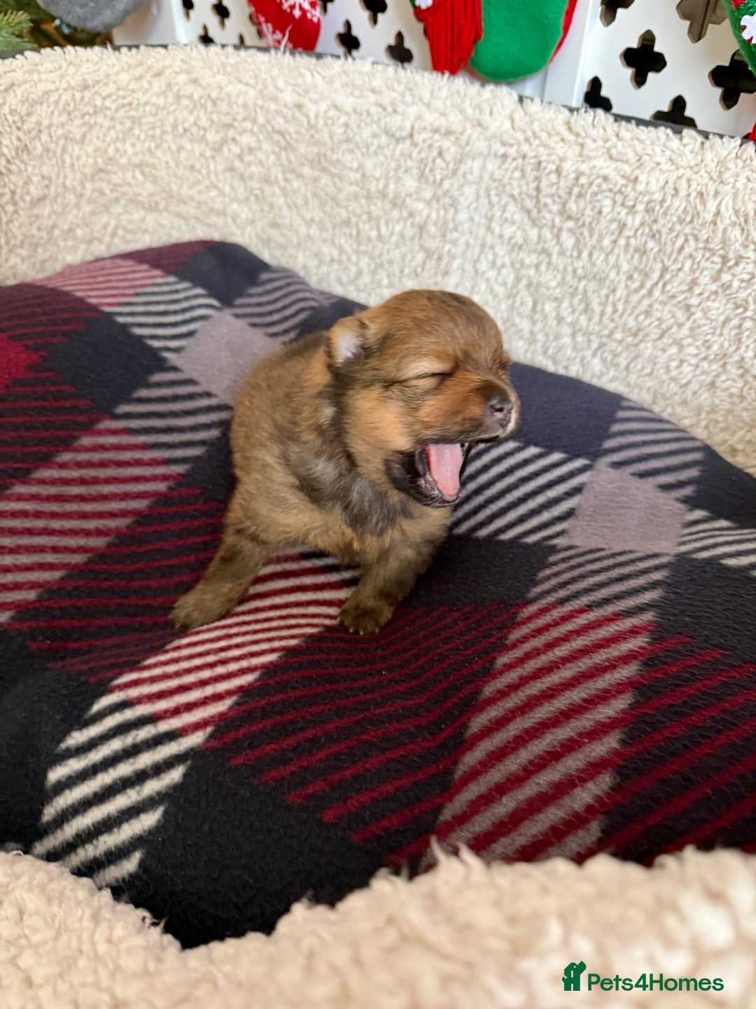 Pomeranian dogs for sale: Adorable Pomeranian puppies - ready January 25! - Advert 10