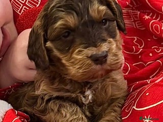 Cockapoo dogs F1 Chocolate Sable Boy 5 star full health tests - Advert 1