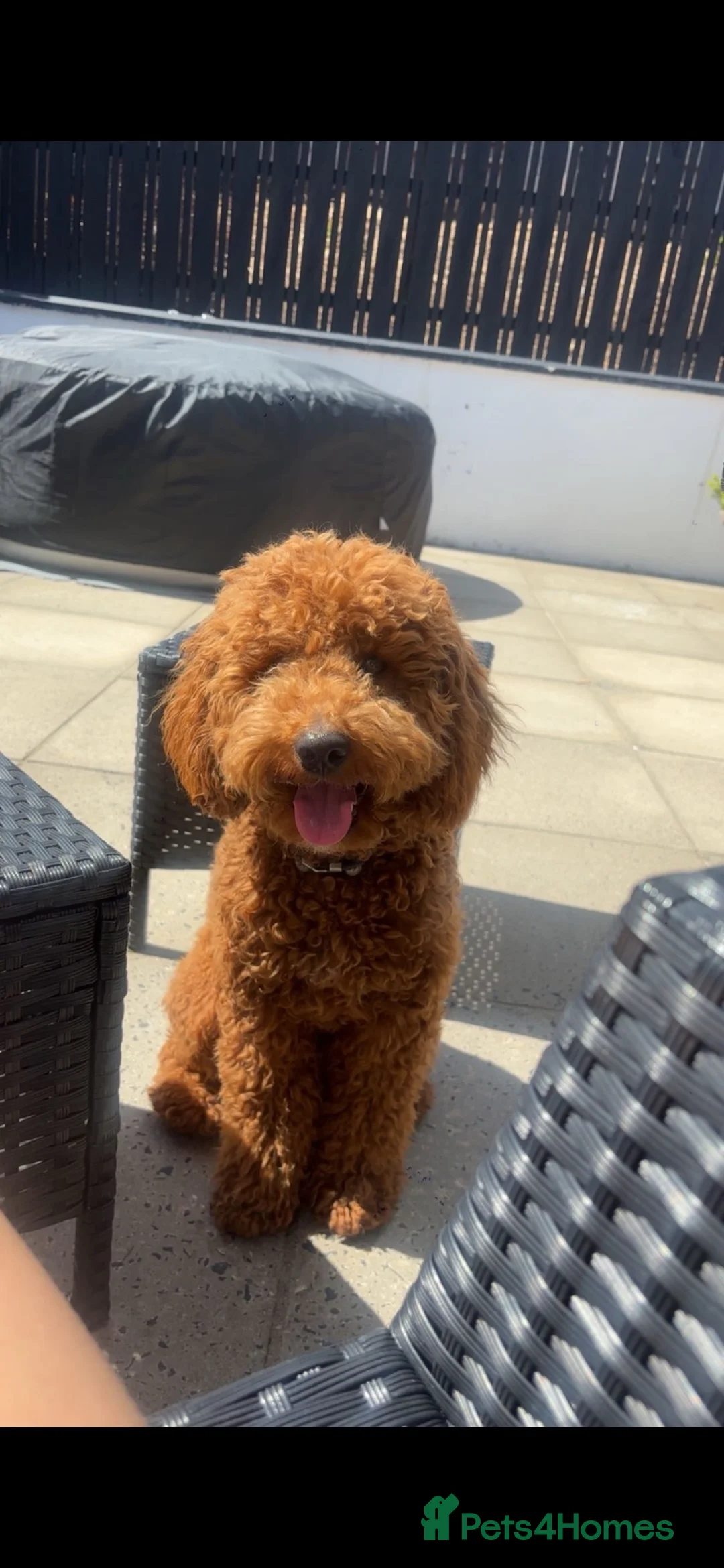 Cockapoo dogs for stud: Alfie in Banbridge - Advert 3