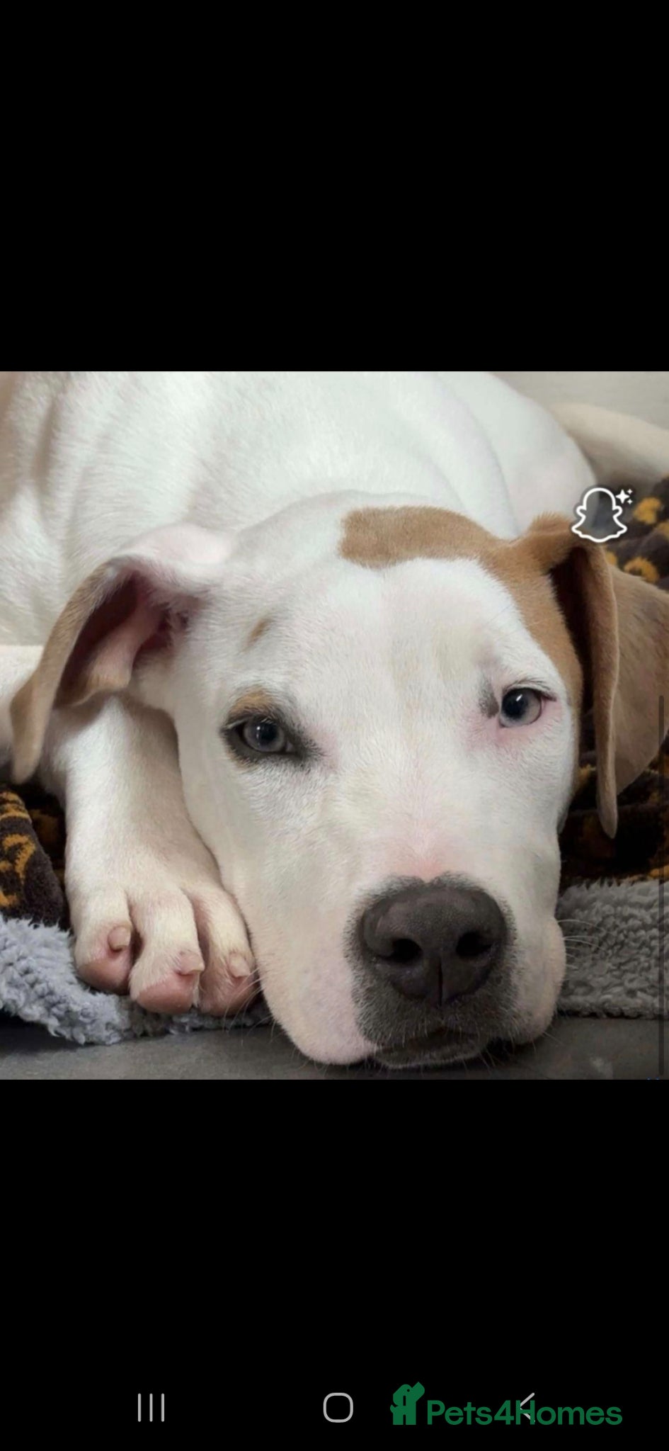 American Bulldog dogs American bulldog  - Advert 5