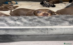 Dachshund dogs for sale: Isabelle and tan dachshund pups  - Image 11