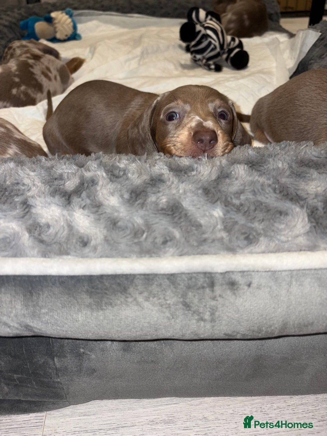 Dachshund dogs for sale: Isabelle and tan dachshund pups  - Image 11