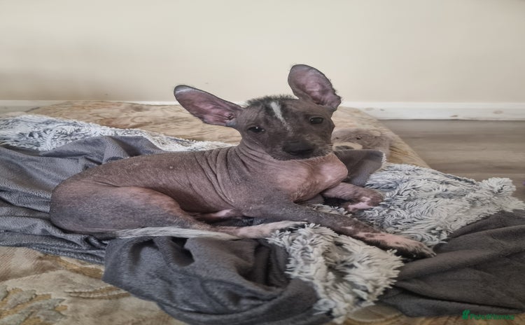 Mexican Hairless dogs - Advert 1