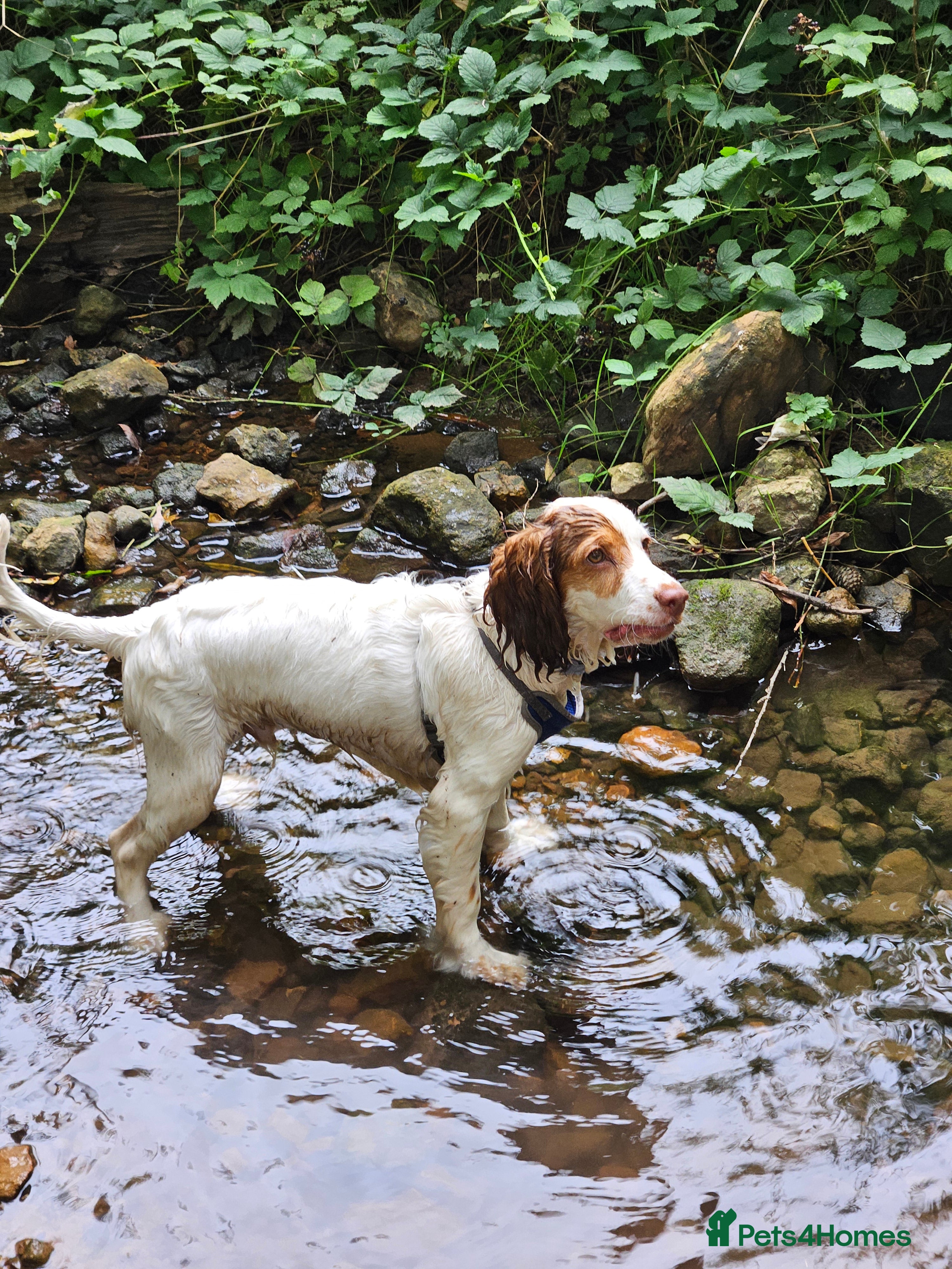 Cockapoo dogs High energy Cockapoo - Advert 12