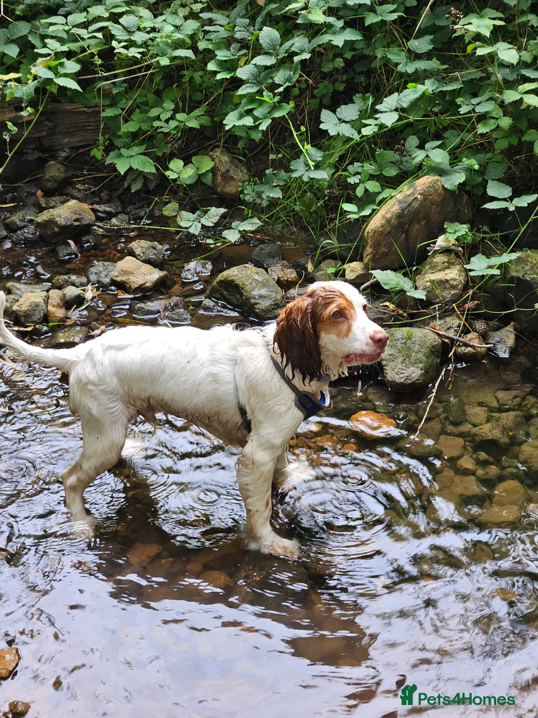 Cockapoo dogs for sale: High energy Cockapoo - Advert 1