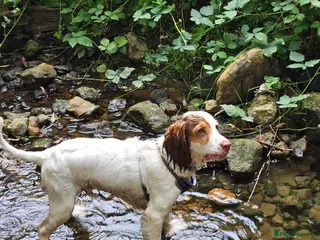 Cockapoo dogs High energy Cockapoo - Advert 12