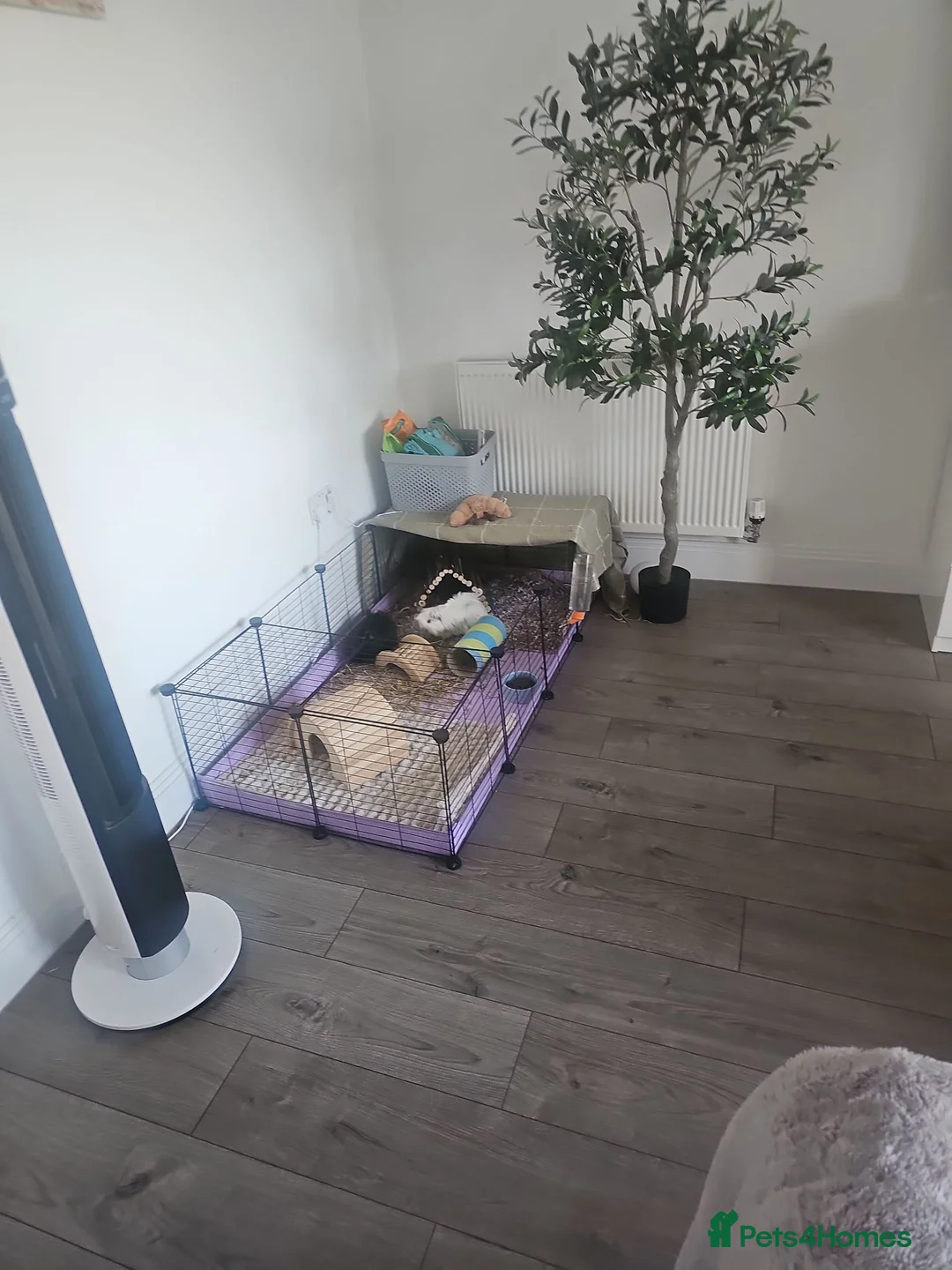 Guinea Pig rodents for sale: A loving Home Wanted for two sisters in Orpington - Advert 2