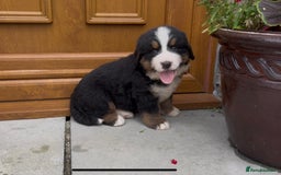 Bernese Mountain Dog dogs for sale: KC Reg Bernese Mountain Dog Puppies - Image 9