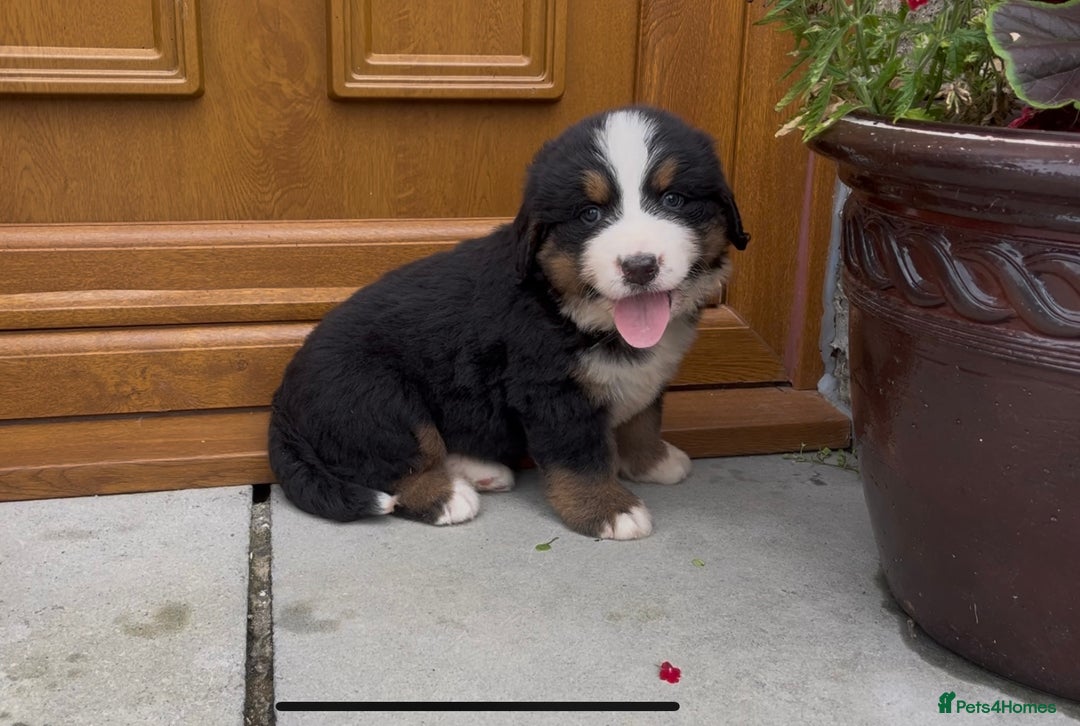 Bernese Mountain Dog dogs for sale: KC Reg Bernese Mountain Dog Puppies - Image 9