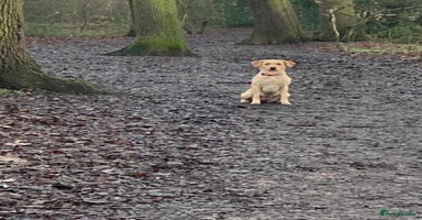 Labrador Retriever dogs - Advert 4