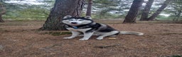 Siberian Husky dogs for sale: Gorgeous Siberian Puppies - Advert 2