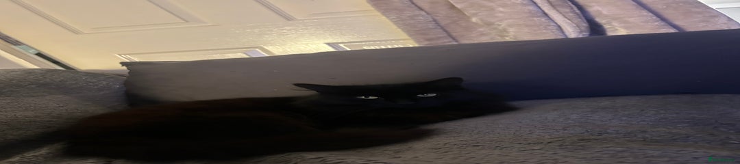 Prince – Black Cat (Male, 2 Years)