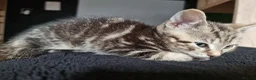 Mixed Breed cats for sale: The Three Musketeers - Advert 12