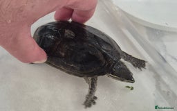 Turtle reptiles for sale: Common Musk Turtle - Image 1