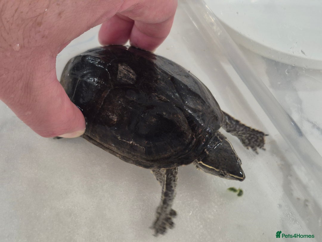 Turtle reptiles for sale: Common Musk Turtle - Image 1