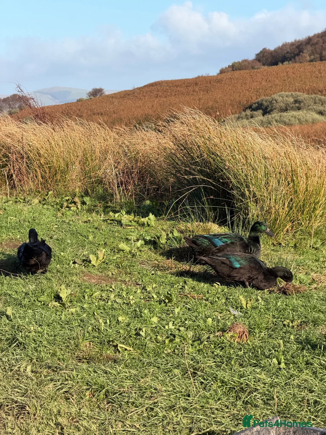 Ducks poultry for sale: 6x hatching eggs Cayuga duck hatching eggs  - Advert 1