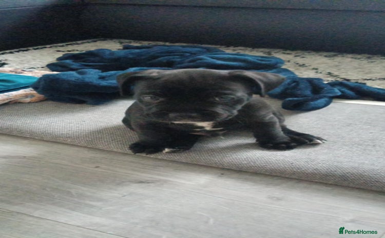 Cane Corso dogs - Advert 2
