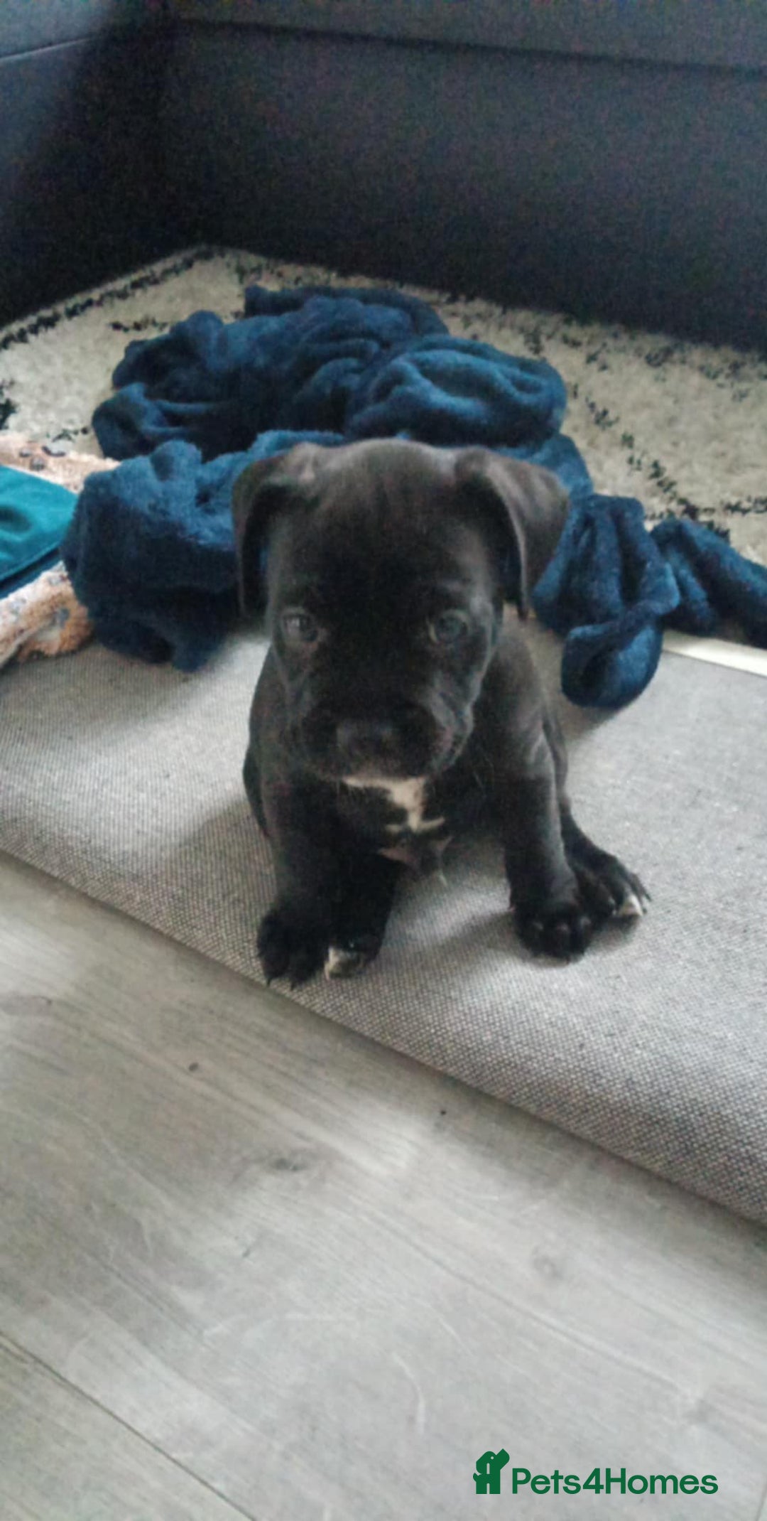 Cane Corso dogs for sale: Mr Cane corso x bulldog - Image 1