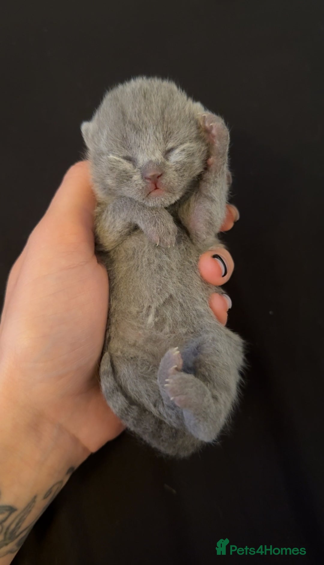 British Shorthair cats for sale: ✨British Shorthair GCCF 5 generation Pedigree✨ - Advert 8