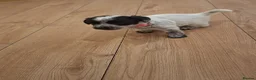 Mixed Breed dogs for sale: Jackapoos  - Advert 10