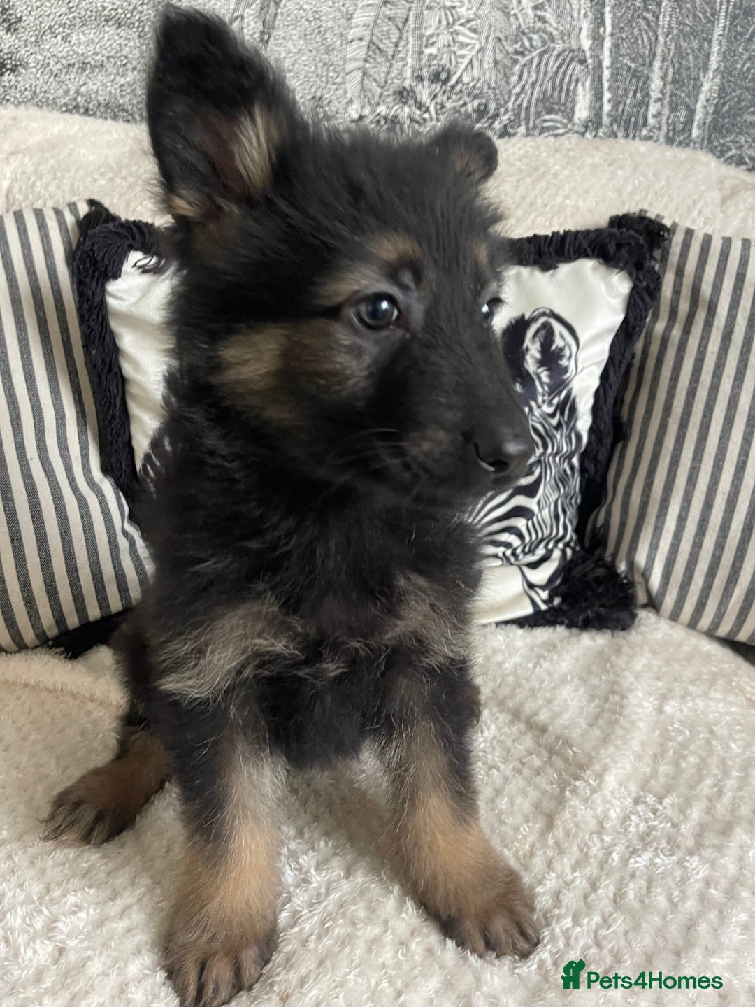 German Shepherd dogs for sale: STUNNING DNA TESTED GERMAN SHEPHERDS - Image 3