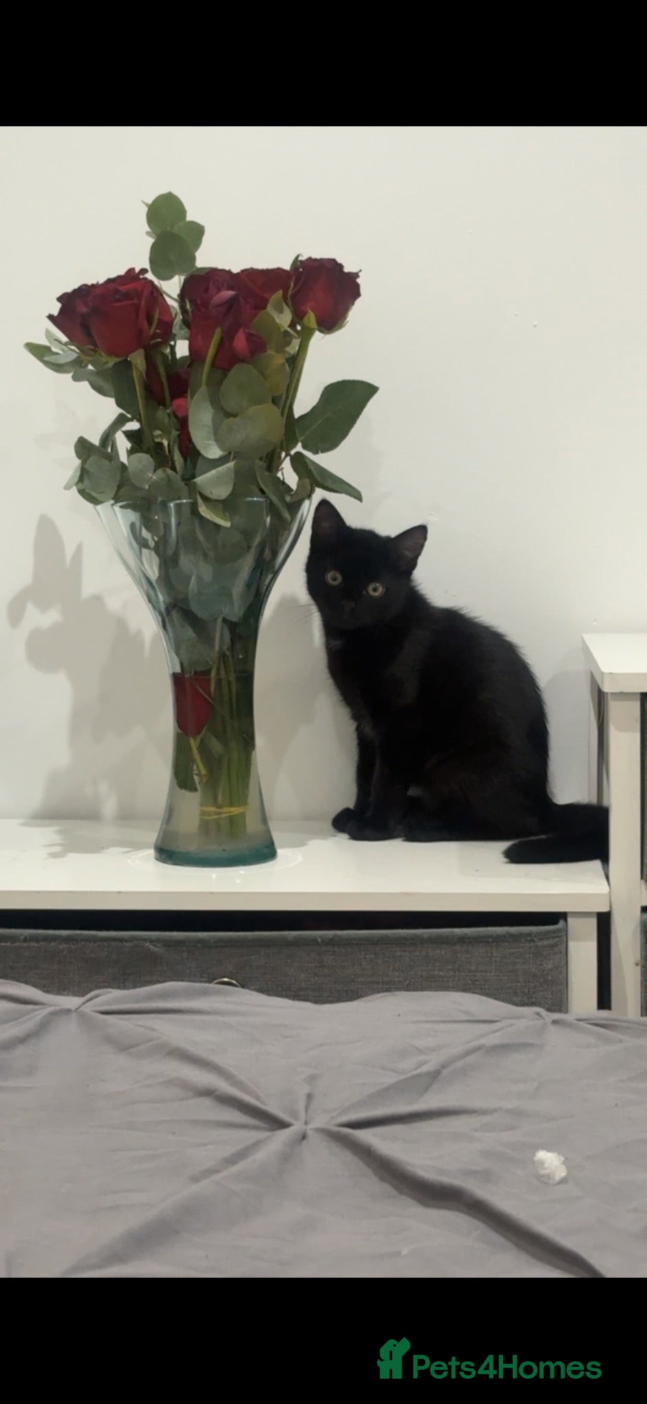 Mixed Breed cats Black Male Kitten - Last of his litter.  - Advert 2