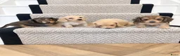 Miniature Dachshund dogs for sale: 4 🤎 Long Haired Cream MINIATURE DACHSHUNDS 🤎 - Advert 7