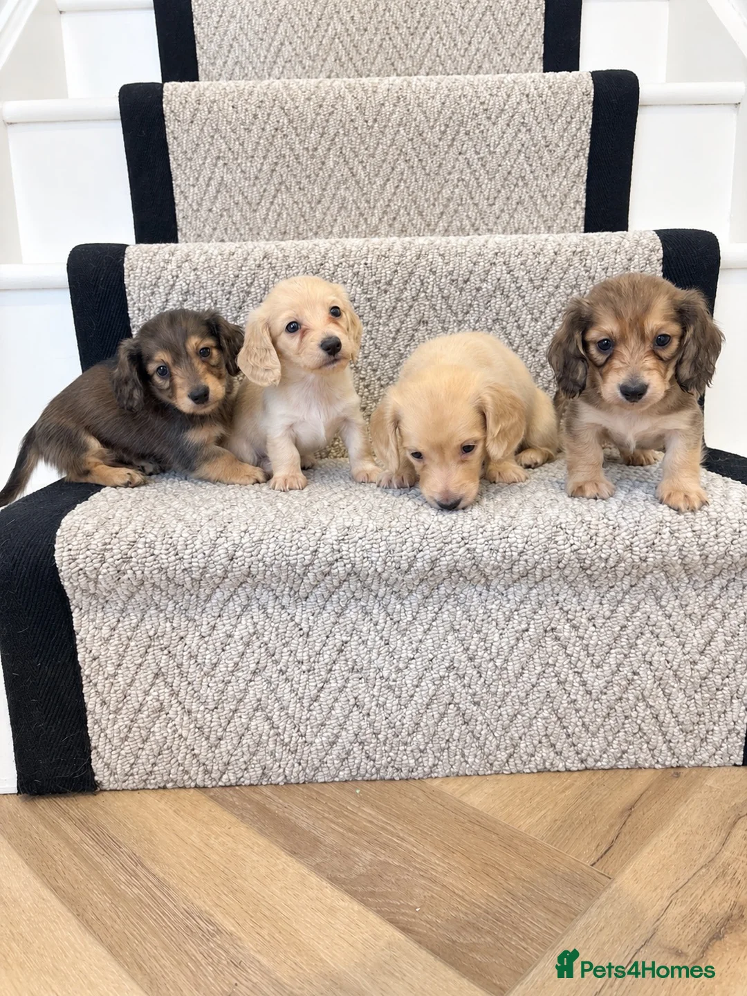 Miniature Dachshund dogs for sale: 4 🤎 Long Haired Cream MINIATURE DACHSHUNDS 🤎 - Advert 7